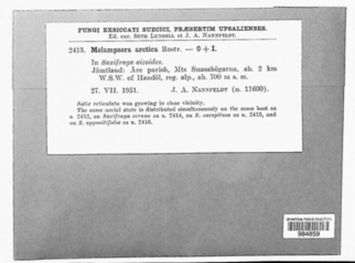 Melampsora arctica image